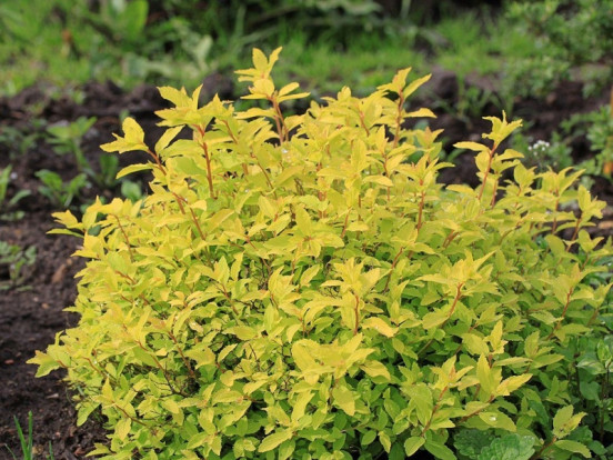 Спирея японская желтолистный сорт - Spiraea japonica 1