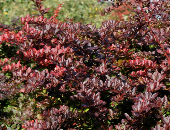 Барбарис Тунберга - Berberis thunbergii 1