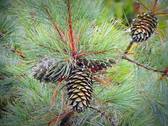 Сосна корейская - Pinus koraiensis 1