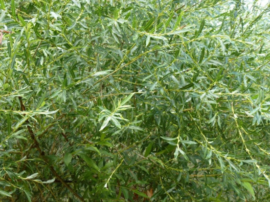 Ива пурпурная - Salix purpurea 1