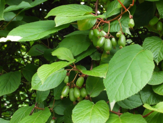 Актинидия коломикта - Actinidia kolomikta 1