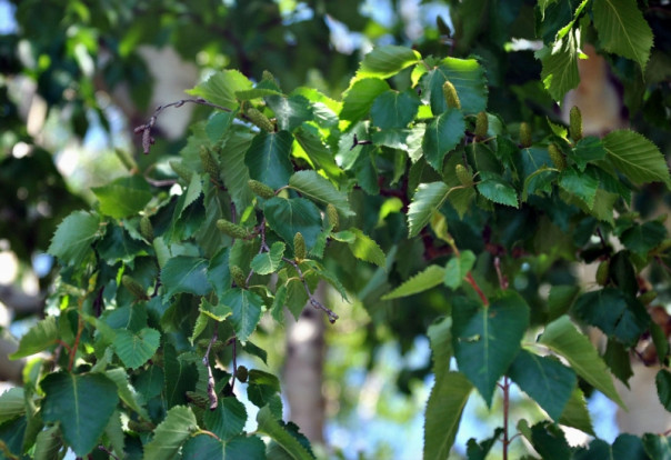 Берёза Эрмана - Betula ermanii 1