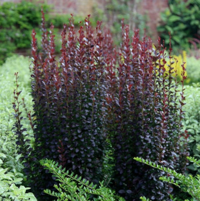 Барбарис Тунберга колонновидный сорт - Berberis thunbergii 1