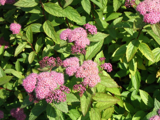 Спирея японская «Little Princess» - Spiraea japonica «Little Princess» 1