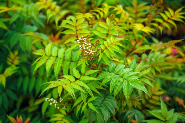 Рябинник sp. - Sorbaria sp. 1