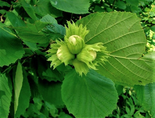 Лещина маньчжурская - Corylus mandshurica 1