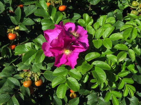 Шиповник морщинистый «Hansa» - Rosa rugosa hansa 1