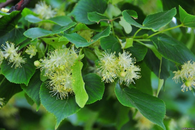 Липа sp. - Tilia sp. 1