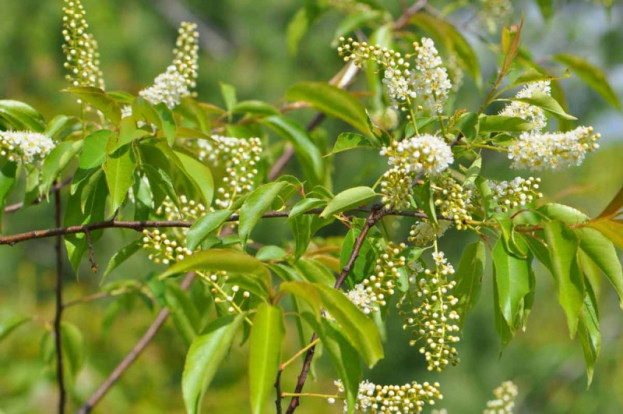 Черёмуха обыкновенная - Prunus padus 1