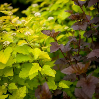 Пузыреплодник калинолистный сорт Luteus - Physocarpus opulifolius Luteus 1