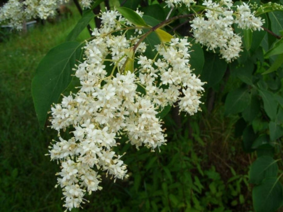 Сирень амурская (трескун амурский) - Syringa amurensis 1