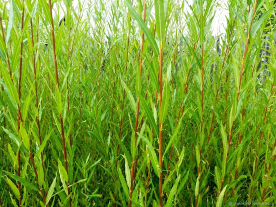 Ива пурпурная белопятнистый сорт - Salix purpurea 1