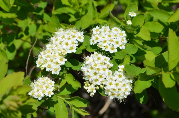 Спирея sp. - Spiraea sp. 1
