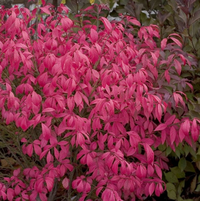 Бересклет крылатый - Euonymus alatus 1