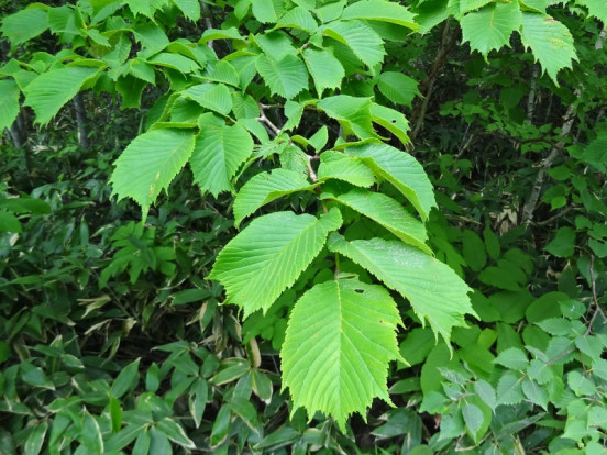 Ильм лопастный - Ulmus laciniata 1