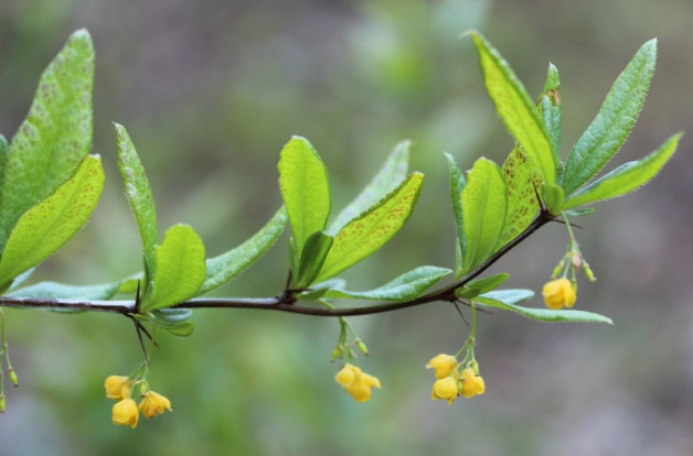 Барбарис Зибольда - Berberis sieboldii 1