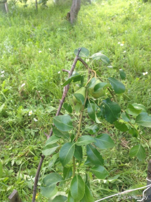 Груша sp. - Pyrus sp. 1