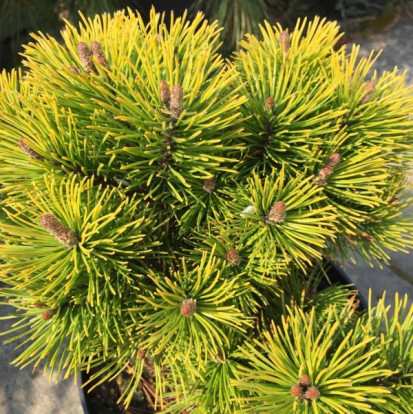 Сосна горная «Винтер Голд» - Pinus mugo «Winter Gold» 1