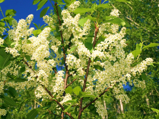 Черемуха сьори - Prunus ssiori 1