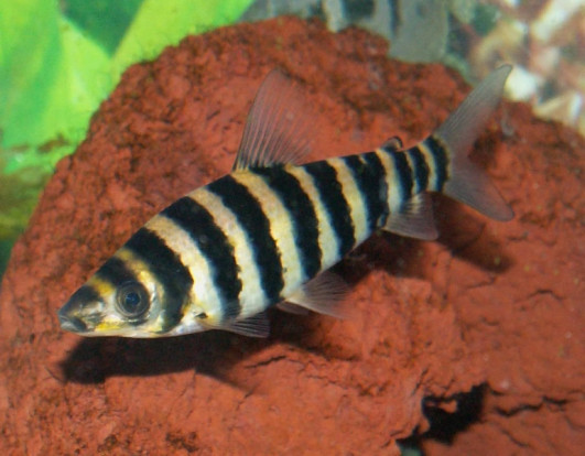 Лепорин полосатый – Leporinus fasciatus 1