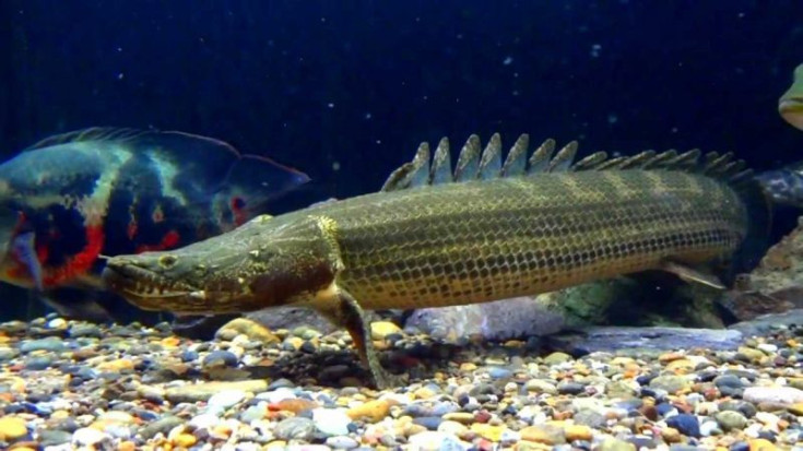 Многопер нильский (Эндлихера) – Polypterus endlicher 1