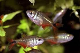 Тетрагоноптерус (Тетра-плотвичка) – Hemigrammus caudovittatus 1