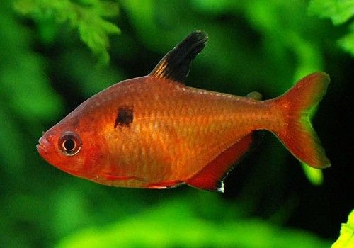 Минор (Тетра красная) – Hyphessobrycon callistus 1