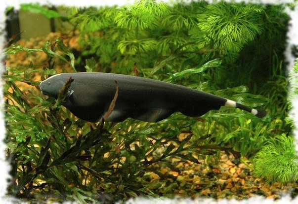 Нож чёрный (белолобый) – Apteronotus albifrons 1