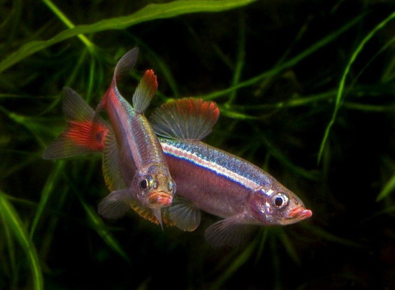 Кардинал – Tanichthys albonubes 1