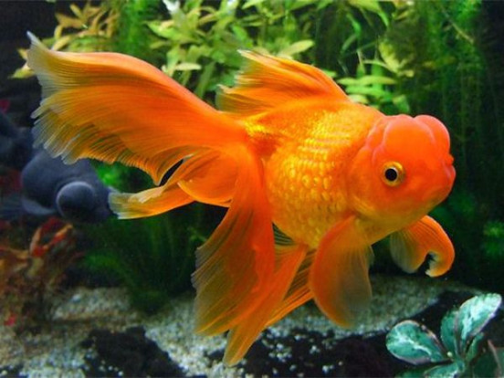 Рыбка золотая  – Carassius auratus var. dom. 1