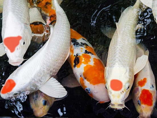 Карп кои – Cyprinus carpio var. koi 1