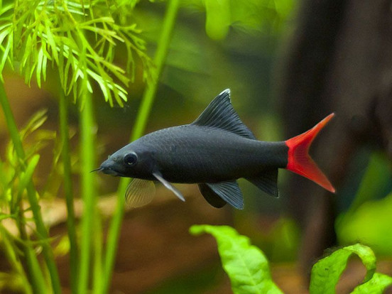 Лабео двухцветный – Epalzeorhynchus bicolor 1