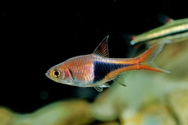 Расбора клинопятнистая – Trigonostigma heteromorpha 1