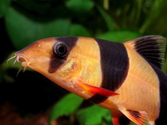 Боция клоун – Chromobotia macracanthus 1