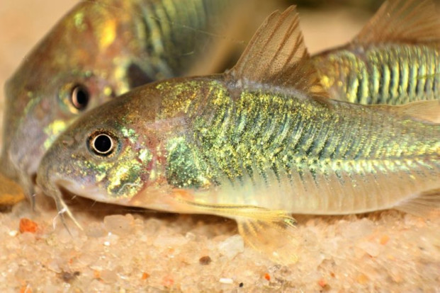 Коридорас золотистый – Corydoras aeneus 1