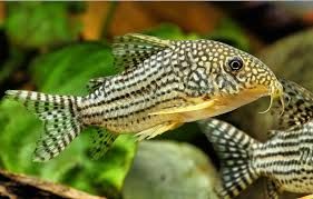 Коридорас Штербы – Corydoras sterbai 1