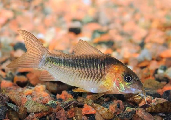 Коридорас зигатус – Corydoras zygatus 1