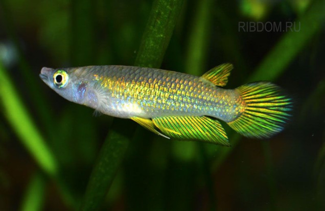 Щучка линеатус (Панхакс полосатый) – Aplocheilus lineatus 1