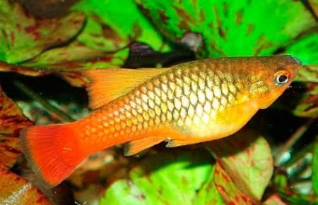 Пецилия солнечная  – Xiphophorus maculatus var. 1