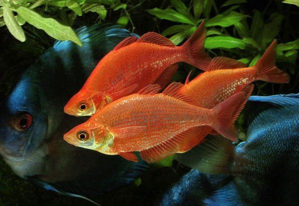 Глоссолепис красный – Glossolepis incisus 1