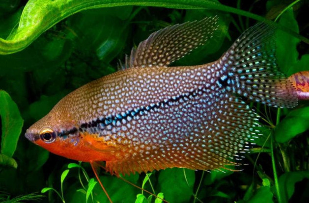 Гурами жемчужный  – Trichopodus leerii 1