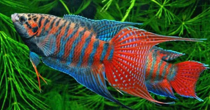 Макропод – Macropodus opercularis 1