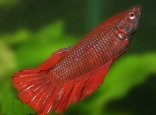 Петушок (рыбка сиамская бойцовая) – Betta splendens 1