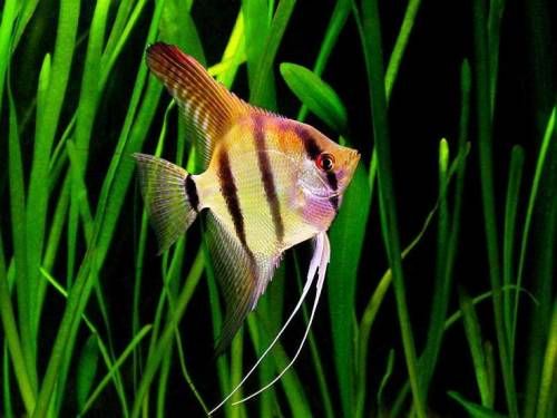 Скалярия – Pterophyllum scalare 1