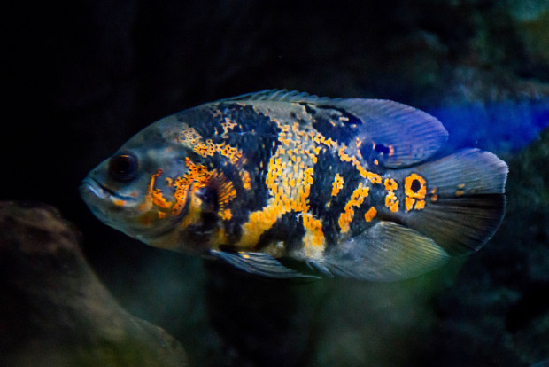 Астронотус тигровый – Astronotus ocellatus 1