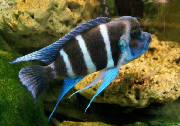 Фронтоза – Cyphotilapia frontosa 1