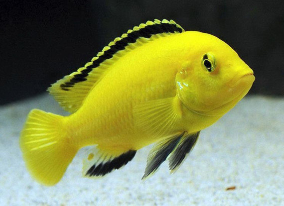 Лабидохромис желтый – Labidochromis caeruleus 1