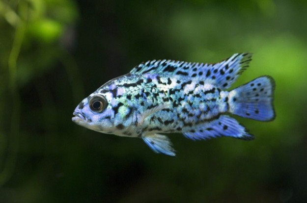 Цихлазома Блю Демпси - Rocio octofasciata «Blue Jack Dempsey» 1