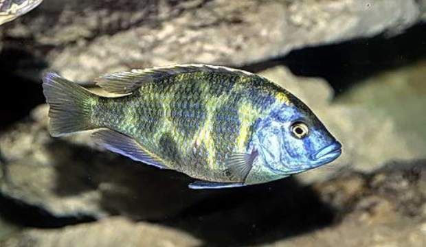 Леопард золотой – Nimbochromis venustus 1