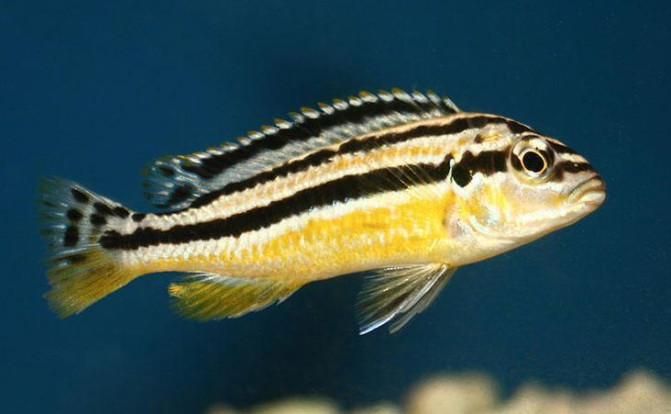 Меланохромис золотой – Melanochromis auratus 1